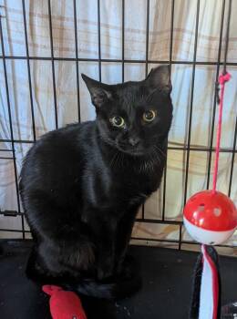 Rescue Domestic Short Hair Cats for Adoption in Boston, Massachusetts - Jasper | PetCurious