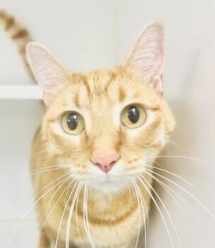 Teddy -  Domestic Short Hair Cat for Adoption in Savannah, Georgia - Teddy | PetCurious