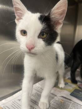 Rescue Domestic Medium Hair Cats for Adoption in Stockton, California - A365846 | PetCurious