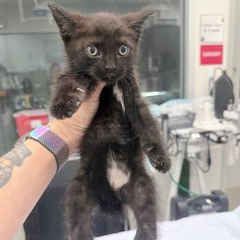 Domestic Short Hair Cats Available for Adoption in Jupiter, Florida - Perez | PetCurious