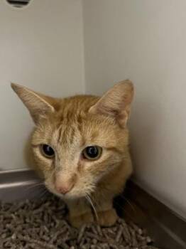 Ginger -  Domestic Short Hair Cat Available for Adoption in Fairfax, Virginia - Ginger | PetCurious