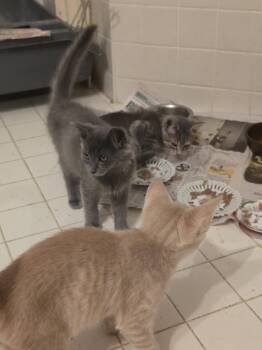 Stone, Willow Grove Area, (FCID 08/11/2026-120) -  Domestic Short Hair Cat for Adoption in Greenville, Delaware - Stone, Willow Grove Area, (FCID 08/11/2026-120) | PetCurious