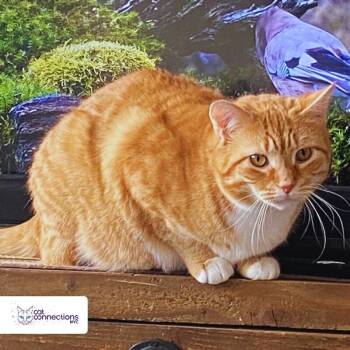 Rescue Domestic Short Hair Cats for Adoption in New York, New York - Simba | PetCurious