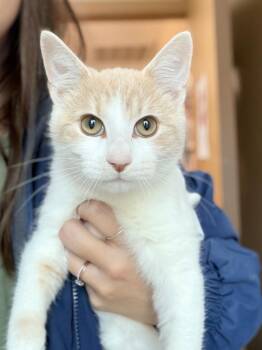 Piglett -  Domestic Short Hair Cat for Adoption in Menomonie, Wisconsin - Piglett | PetCurious