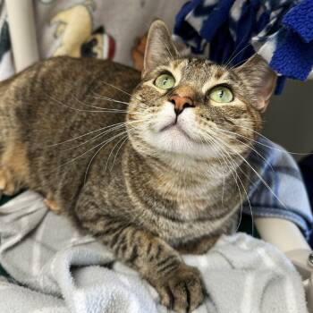 Rescue Domestic Short Hair Cats for Adoption in Woodinville, Washington - Fiona | PetCurious