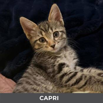 Capri -  Domestic Short Hair Cat for Adoption in Toronto, Ontario - Capri | PetCurious