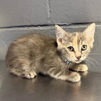 Domestic Short Hair Cats Available for Adoption in Tuscaloosa, Alabama - TUSC-Stray-83986_2_3 | PetCurious