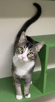 Domestic Short Hair Cats Available for Adoption in Los Angeles, California - Mookie (very Friendly) | PetCurious