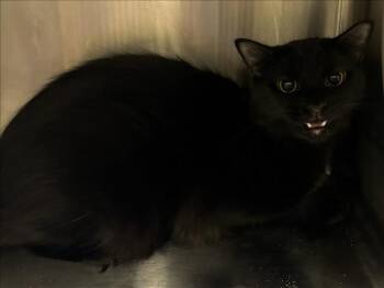 Rescue Domestic Medium Hair Cats for Adoption in Hagerstown, Maryland - BILLY | PetCurious