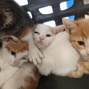 Tiger -  Domestic Short Hair Cat for Adoption in Kingman, Arizona - Tiger | PetCurious
