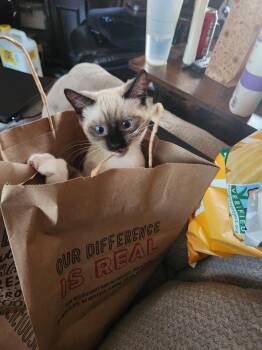 Blossom ( Amanda K. ) -  Snowshoe Cat for Adoption in Napa, California - Blossom ( Amanda K. ) | PetCurious