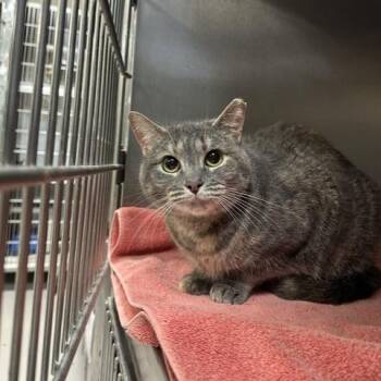 Tootsie -  Domestic Short Hair Cat for Adoption in Indianapolis, Indiana - Tootsie | PetCurious