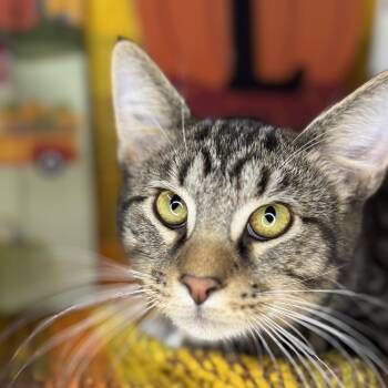 Rescue Egyptian Mau and Tabby Cats for Adoption in Mount Vernon, Illinois - Hickory | PetCurious