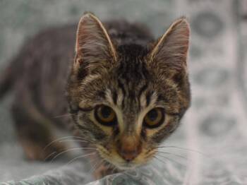 Domestic Short Hair Cats Available for Adoption - Caterpillar | PetCurious