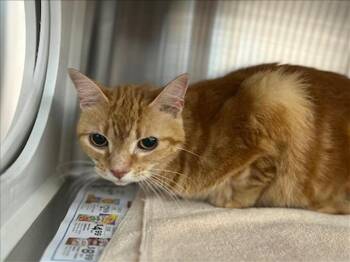 Domestic Short Hair Cats Available for Adoption in Houston, Texas - PENNY | PetCurious