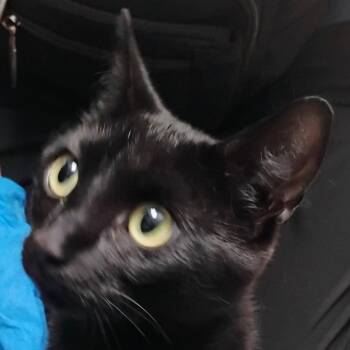 Domestic Short Hair Cats Available for Adoption in Allentown, Pennsylvania - LVH-Stray-13491 | PetCurious