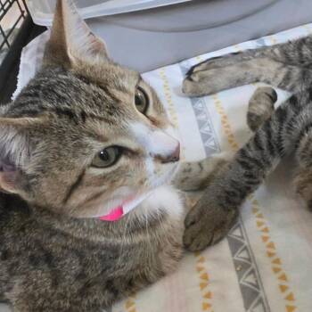 Mitchell 2 -  American Shorthair Cat for Adoption in Melrose, Florida - Mitchell 2 | PetCurious