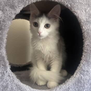 Peony -  Domestic Long Hair Cat for Adoption in Springfield, Oregon - Peony | PetCurious