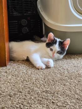 Nefertiti -  Domestic Short Hair Cat for Adoption in Crown Point, Indiana - Nefertiti | PetCurious