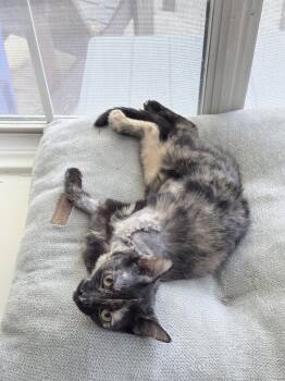 Miracle -  Domestic Short Hair and Tortoiseshell Cat for Adoption in Mckinney, Texas - Miracle | PetCurious