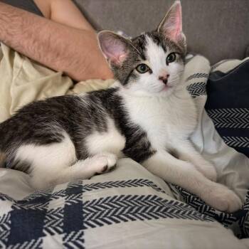 2 Mic Drop -  Domestic Short Hair Cat for Adoption in Puslinch, Ontario - 2 Mic Drop | PetCurious