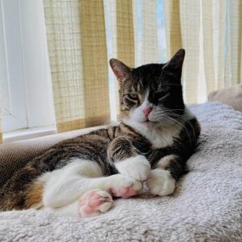 Domestic Short Hair Cats Available for Adoption in New York, New York - Alex | PetCurious