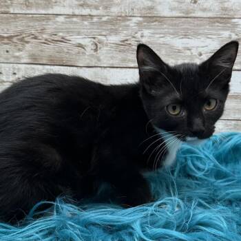 Francesca -  Domestic Short Hair Cat for Adoption in Lexington, Kentucky - Francesca | PetCurious