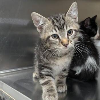 Dudley -  Domestic Long Hair Cat for Adoption in Hannibal, Missouri - Dudley | PetCurious
