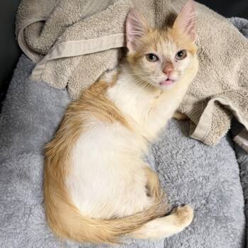 Domestic Medium Hair Cats Available for Adoption - Avery | PetCurious