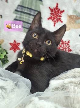 Domestic Short Hair and Bombay Cats Available for Adoption - :::Bee::: | PetCurious