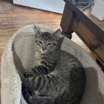 Robert -  Domestic Short Hair Cat for Adoption in Houston, Texas - Robert | PetCurious