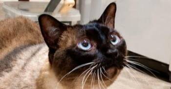 Mao -  Siamese Cat for Adoption in Austin, Texas - Mao | PetCurious