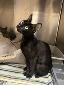 Aang -  Domestic Short Hair Cat for Adoption in Farmers Branch, Texas - Aang | PetCurious