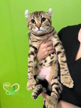 Domestic Short Hair Cats Available for Adoption in Delson, Quebec - Bella | PetCurious