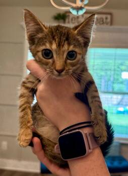 Rescue Domestic Short Hair Cats for Adoption in Augusta, Georgia - Taffy | PetCurious