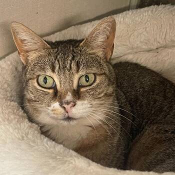 Rescue Domestic Short Hair Cats for Adoption in Midland, Texas - Minka | PetCurious