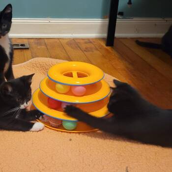 Sherlock Holmes -  Domestic Short Hair Cat for Adoption in Wheeling, Illinois - Sherlock Holmes | PetCurious