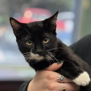 Rescue American Shorthair Cats for Adoption in Columbus, Georgia - Teddy | PetCurious