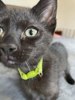 Domestic Short Hair Cats Available for Adoption - Peggy | PetCurious