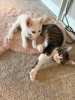 Cinnamon Sugar -  Domestic Short Hair Cat for Adoption in Newport, Kentucky - Cinnamon Sugar | PetCurious