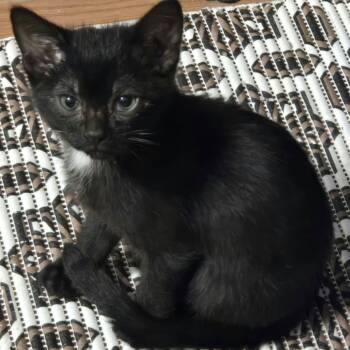 Bruno -  Domestic Short Hair Cat for Adoption in Hamilton, Ontario - Bruno | PetCurious