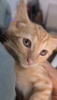 Ronald Loving -  Domestic Short Hair and Tabby Cat for Adoption in Chandler, Arizona - Ronald Loving | PetCurious