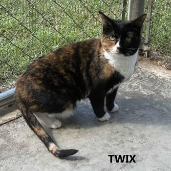 Twix -  Calico Cat for Adoption in Washington, Georgia - Twix | PetCurious