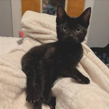 Paige -  Domestic Short Hair Cat for Adoption in Portage, Michigan - Paige | PetCurious
