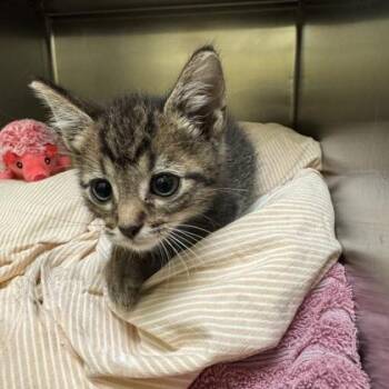 Newsies -  Domestic Short Hair Cat for Adoption in Richmond, Virginia - Newsies | PetCurious