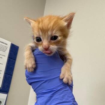 Butter -  Domestic Short Hair Cat for Adoption in Columbiana, Alabama - Butter | PetCurious