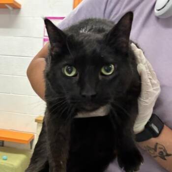 SHOYU -  Domestic Short Hair Cat for Adoption in Pensacola, Florida - SHOYU | PetCurious