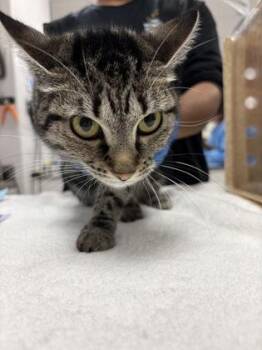 Domestic Short Hair Cats Available for Adoption in Gastonia, North Carolina - Ellie | PetCurious