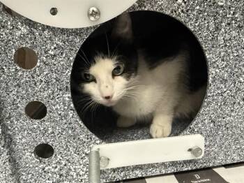 Domestic Short Hair Cats Available for Adoption in Rowlett, Texas - SIXTEEN | PetCurious