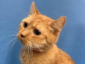 Silverbeet -  Domestic Short Hair Cat for Adoption in Golden Valley, Minnesota - Silverbeet | PetCurious